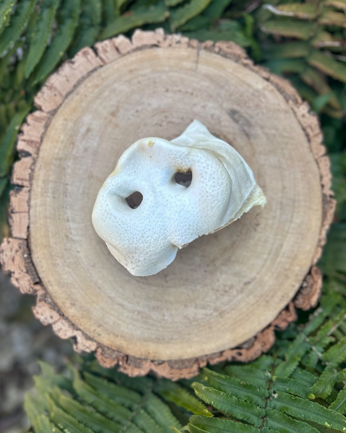 LGE PUFFED PIG SNOUT