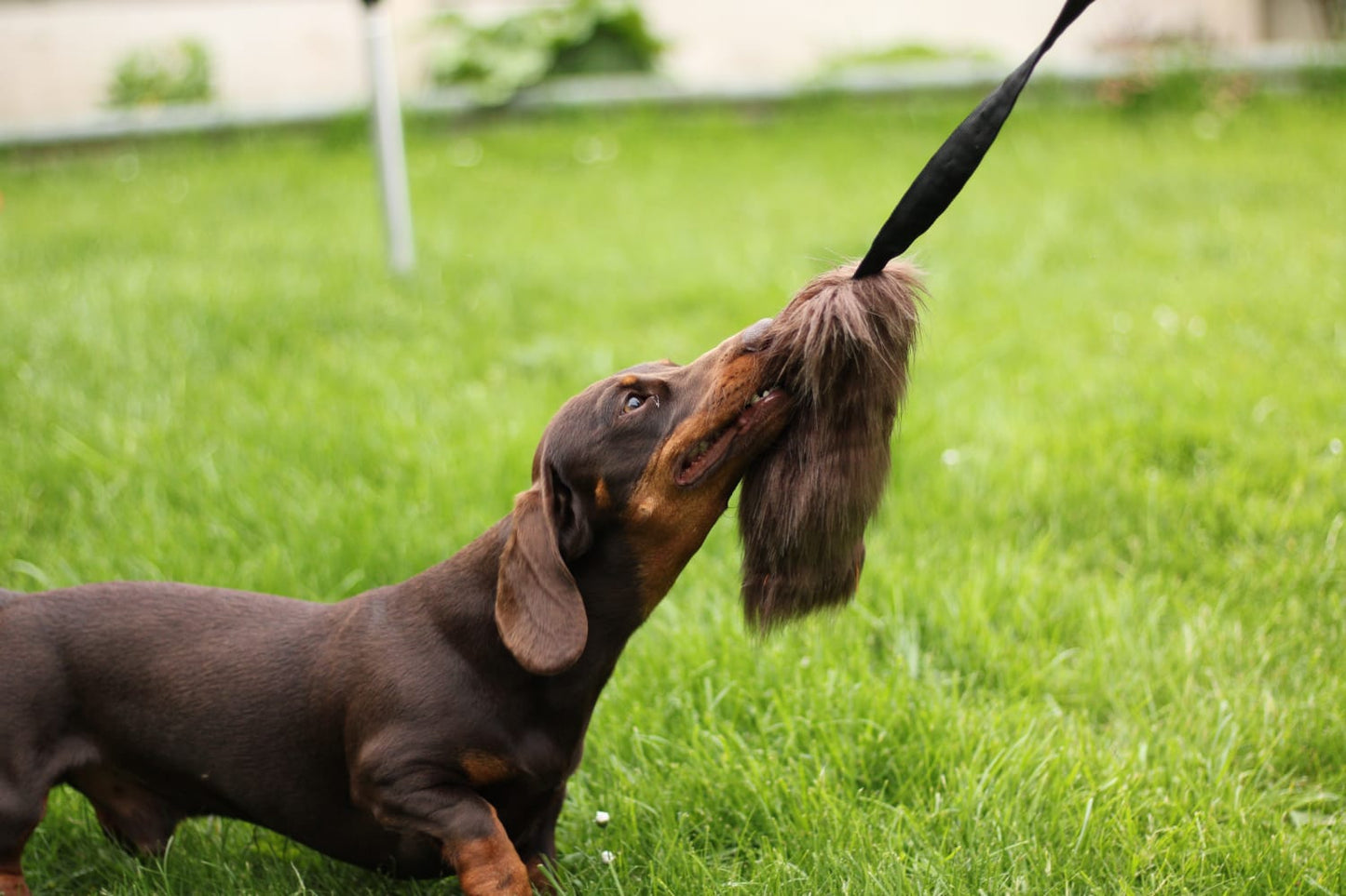 FAUX FUR BUNGEE LURE TUG ROPES