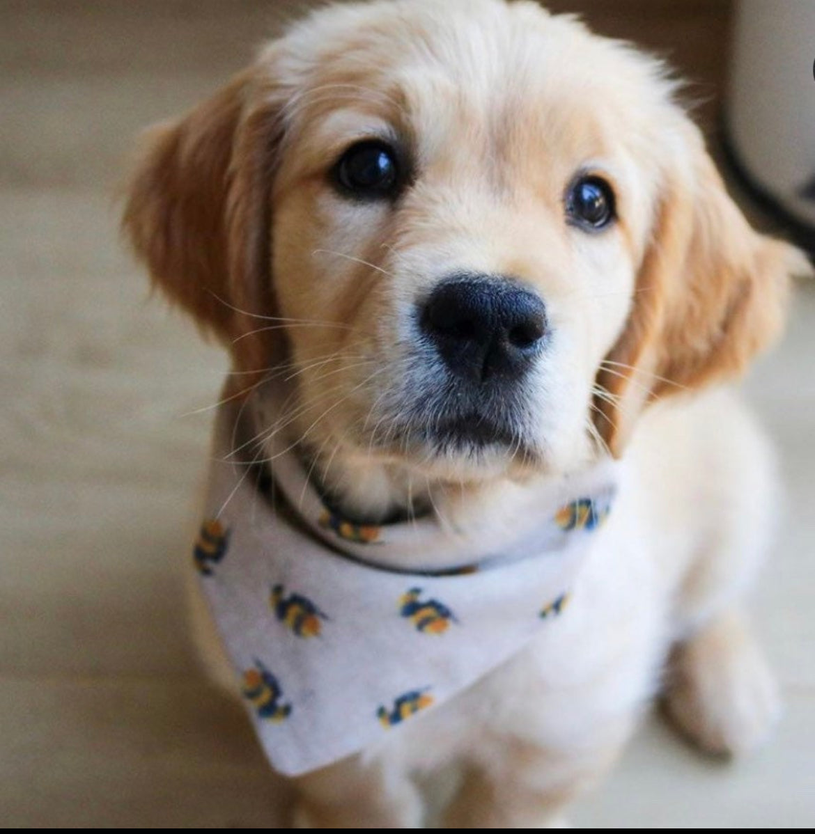 BUZZING AROUND BANDANA
