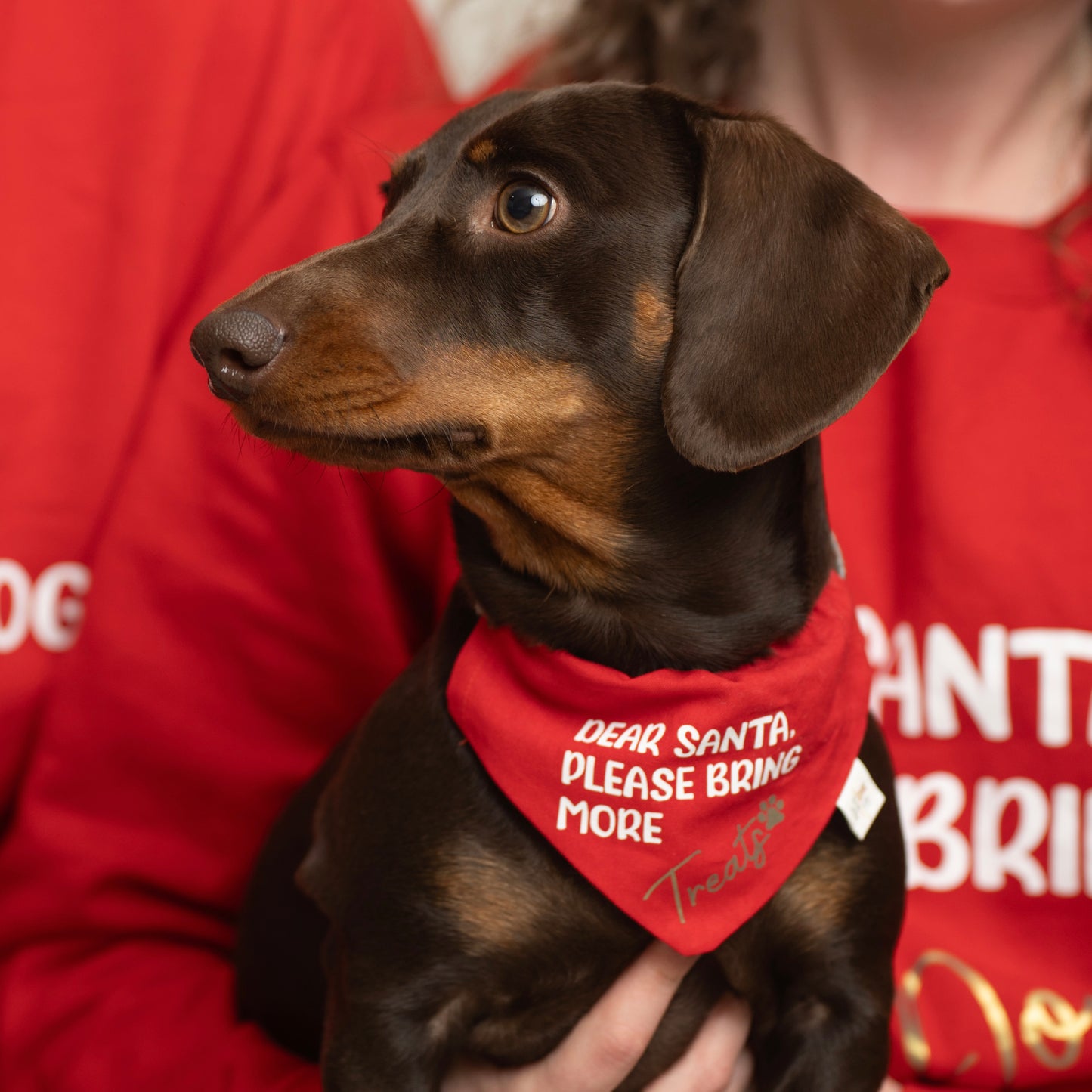 MATCHING DOG & OWNER CHRISTMAS JUMPER & BANDANA / XMAS PRESENT