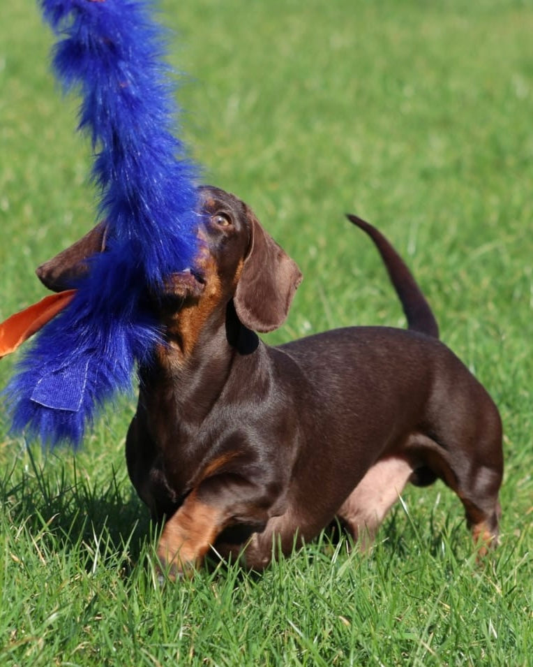 BUNGEE LURE LINE LONG TUG ROPES