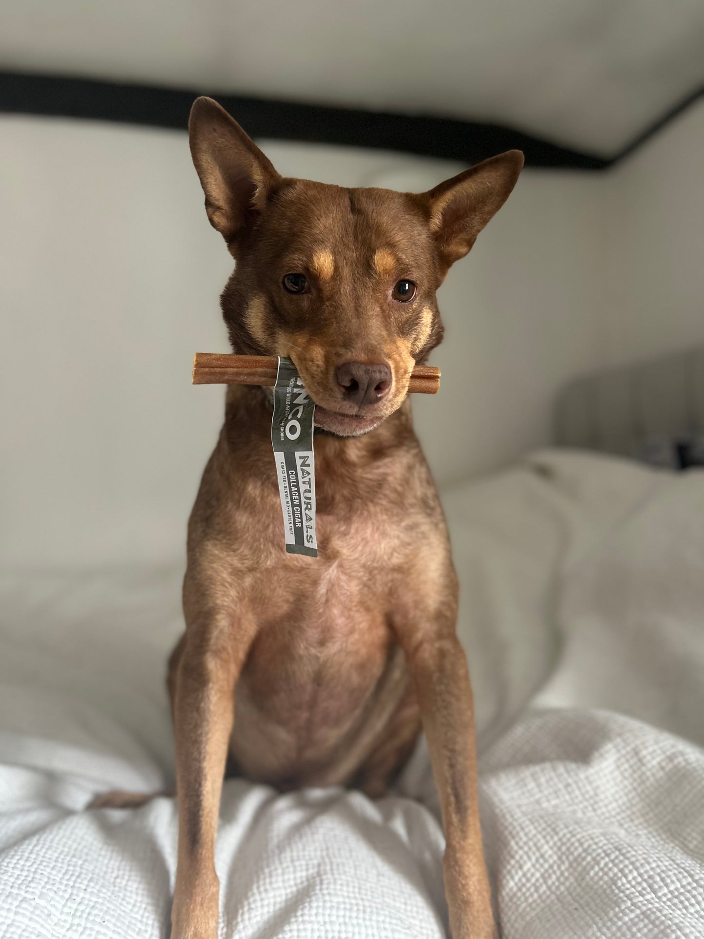 ANCO NATURAL BUFFALO COLLAGEN CIGAR CHEW
