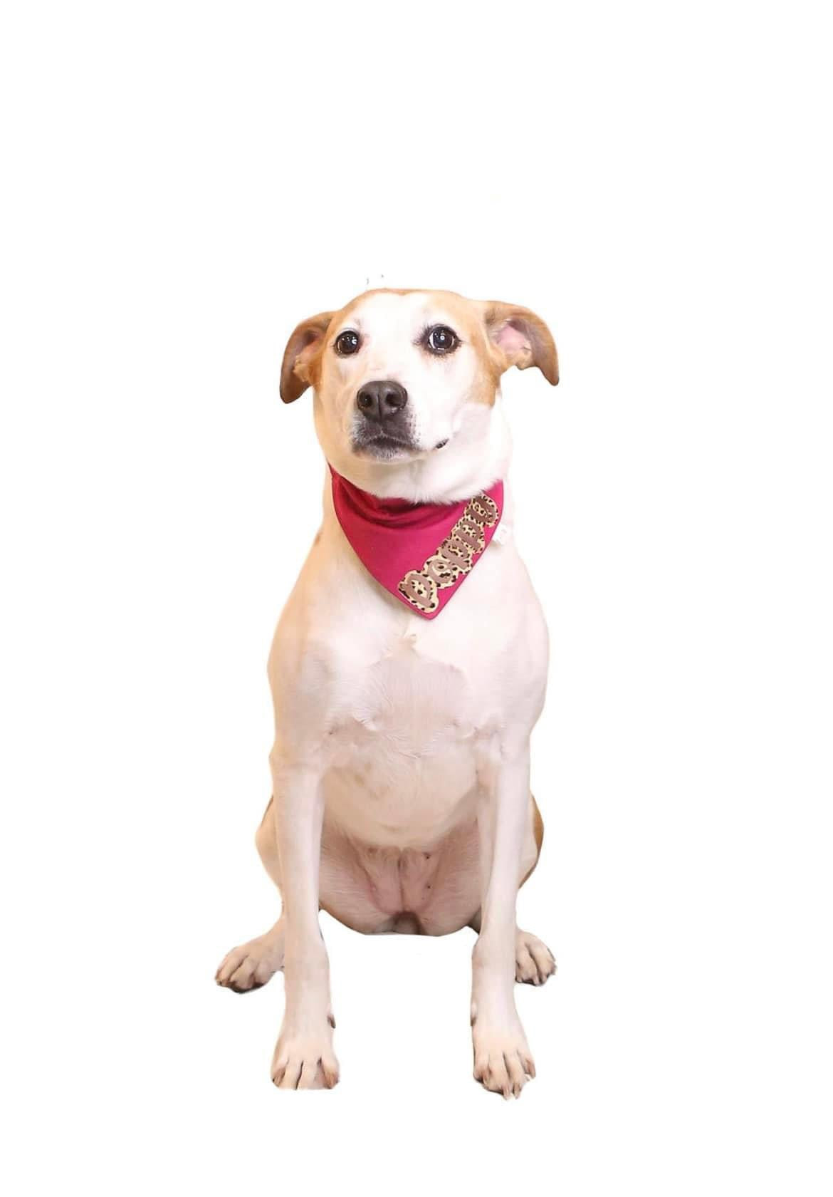 BUBBLE BLOCK PERSONALISED BANDANA