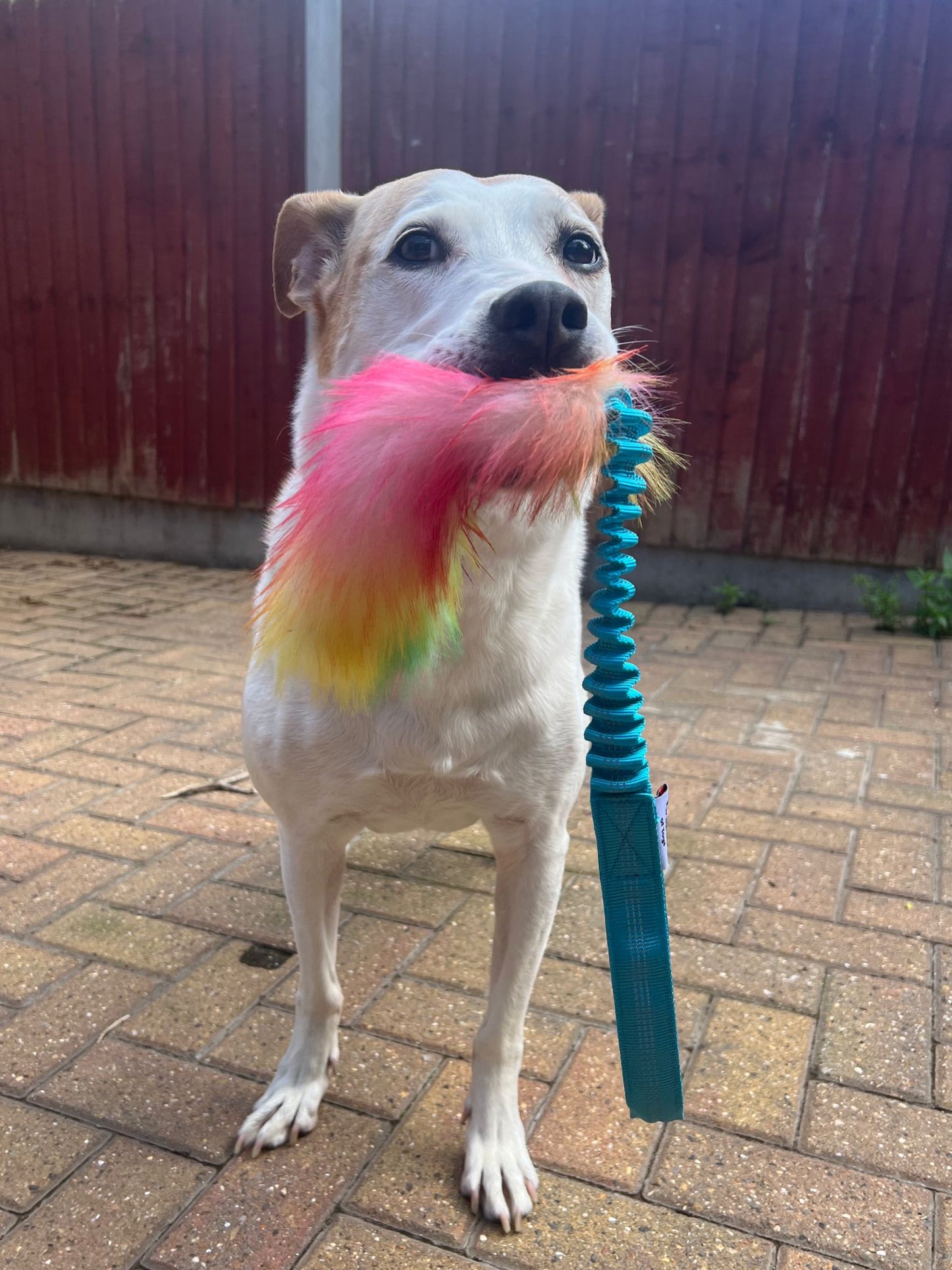 FAUX FUR BUNGEE LURE TUG ROPES