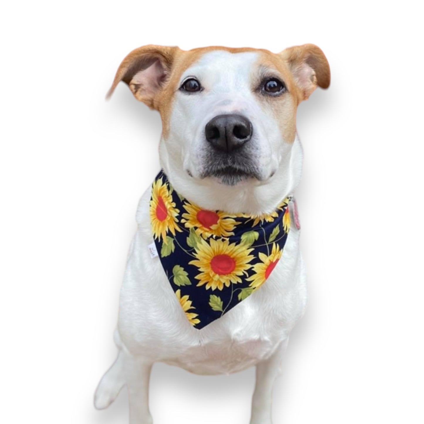 SUNFLOWER POWER BANDANA
