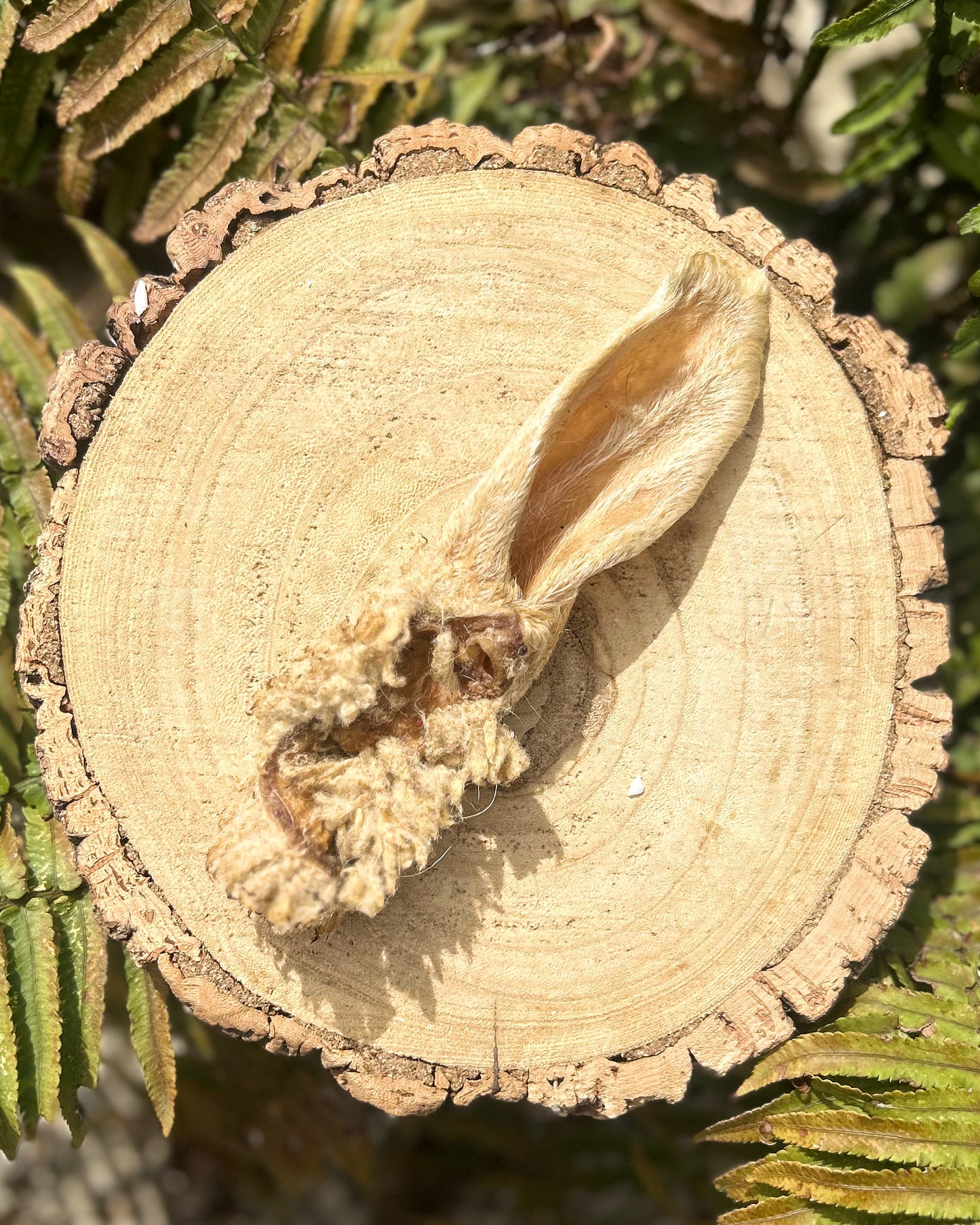 HAIRY LAMB EAR