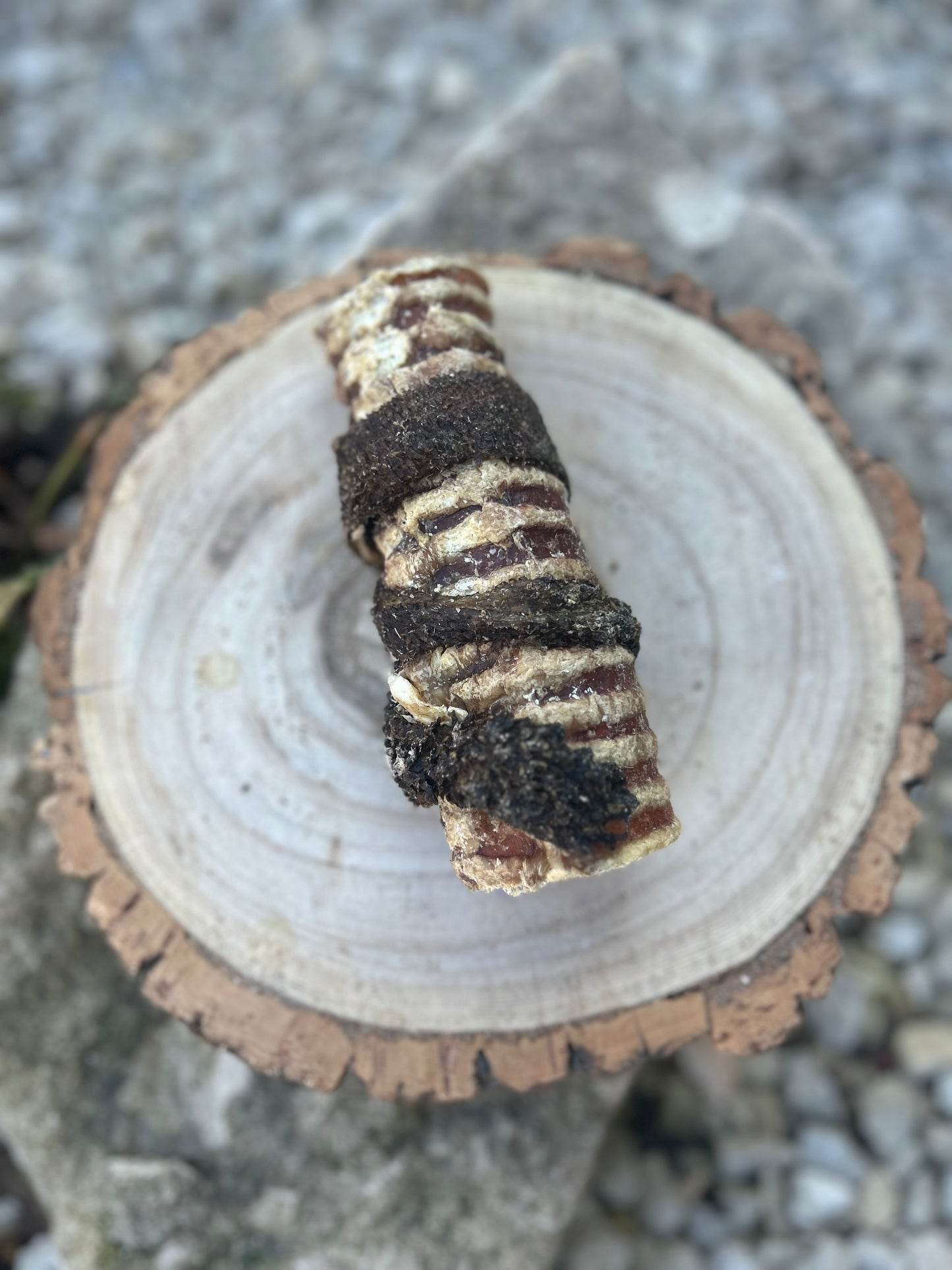 ANCO TRIPE WRAPPED BULLY TUBE / TRACHEA