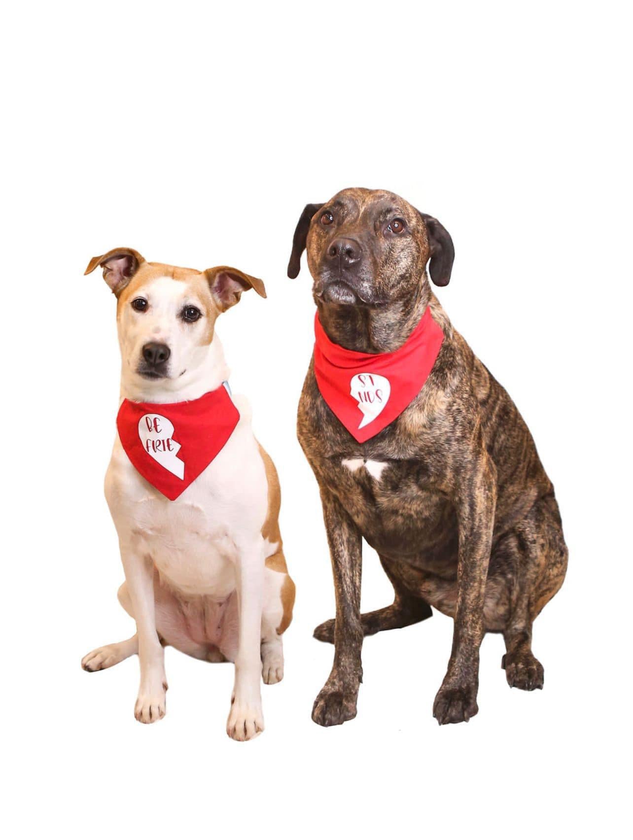 BEST FRIENDS (set of 2) BANDANA