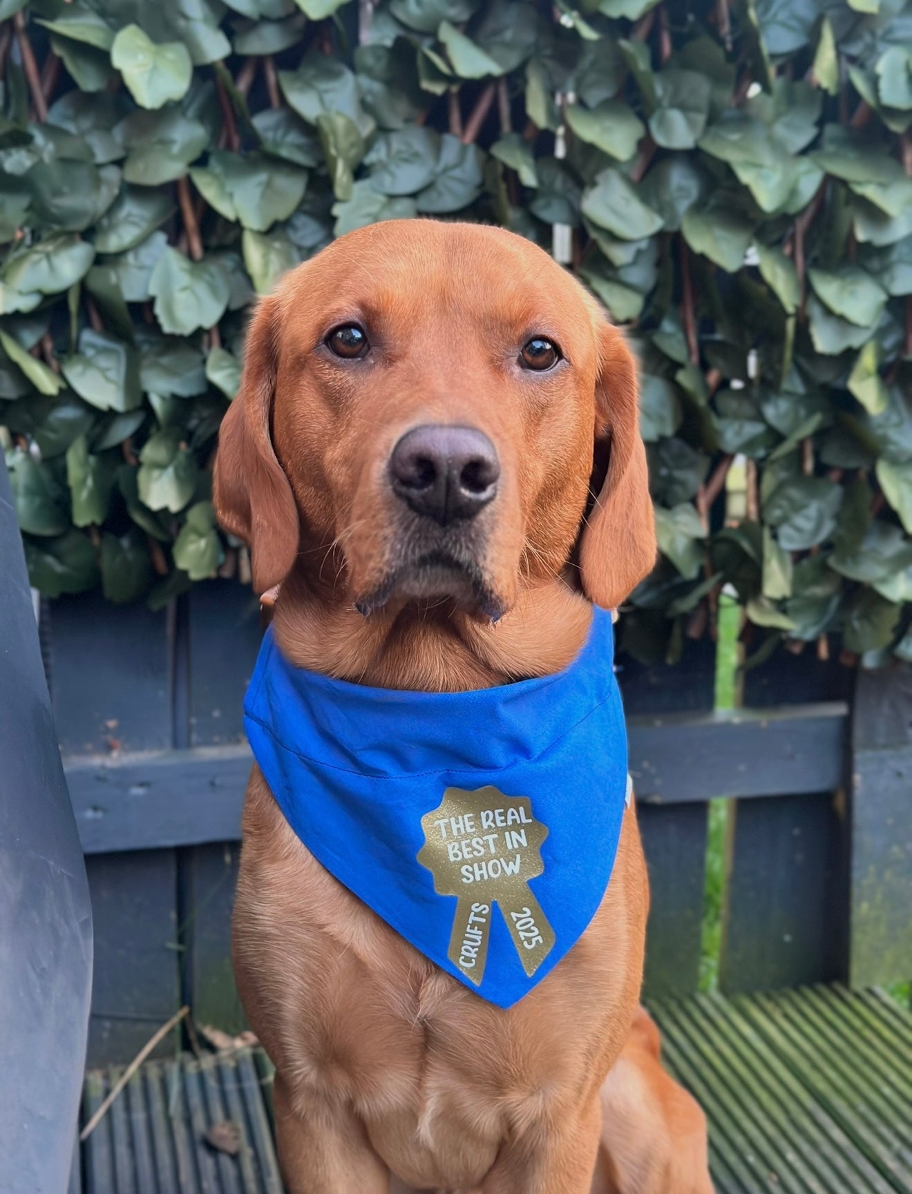CRUFTS 2026 “THE REAL” BEST IN SHOW BANDANA