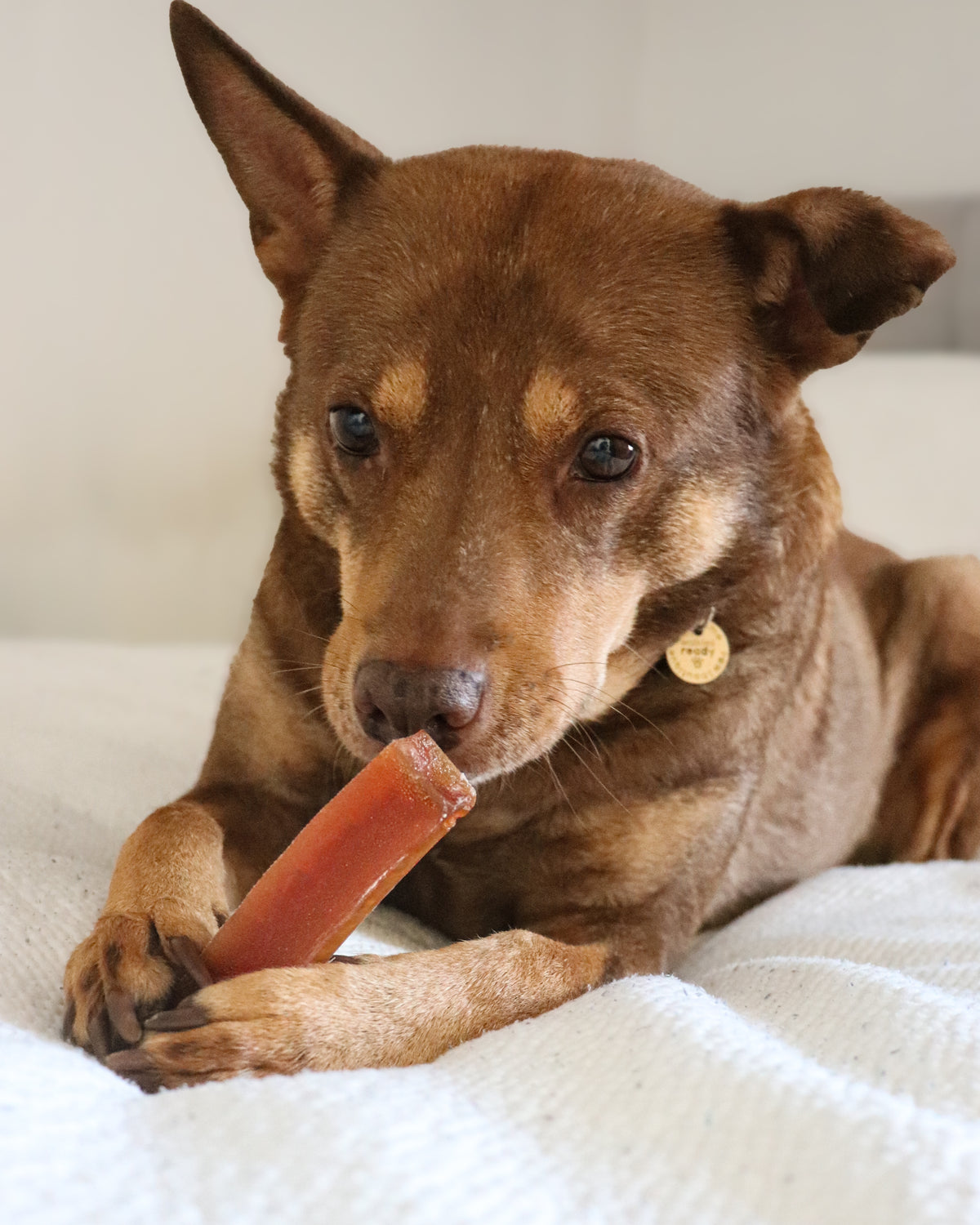 BROTHIES BONE BROTH CHEWS