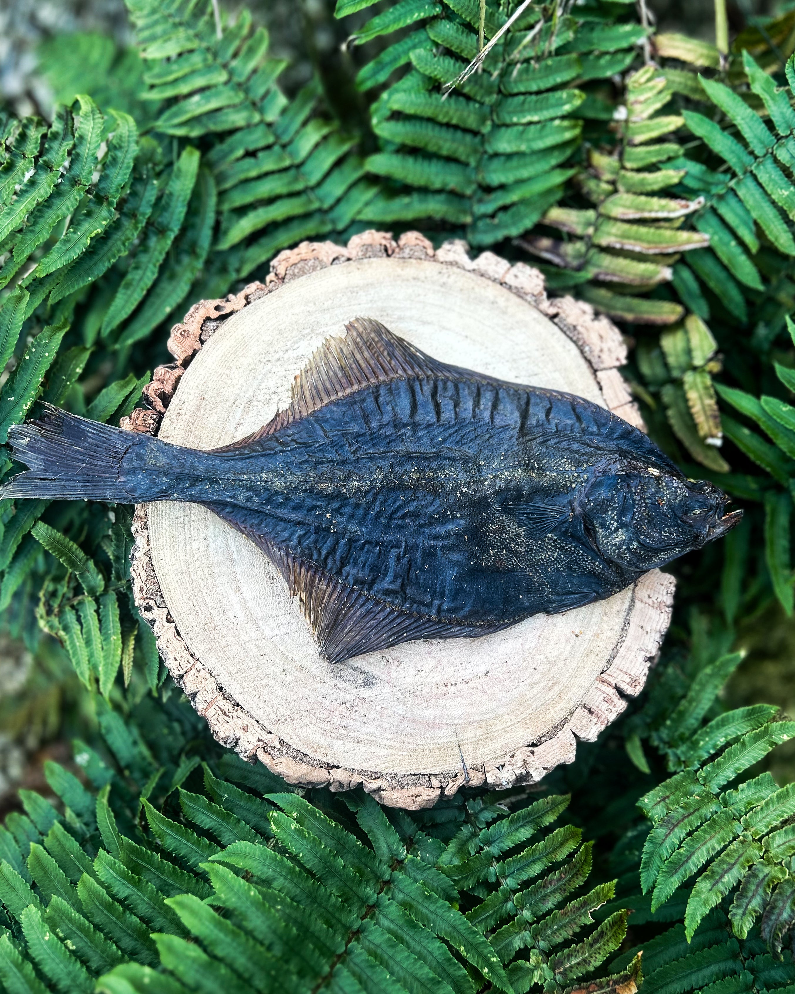 WHOLE FLOUNDER FISH – Fur the Love of Toys