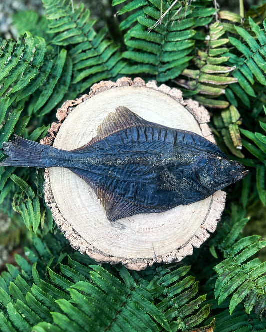 WHOLE FLOUNDER FISH