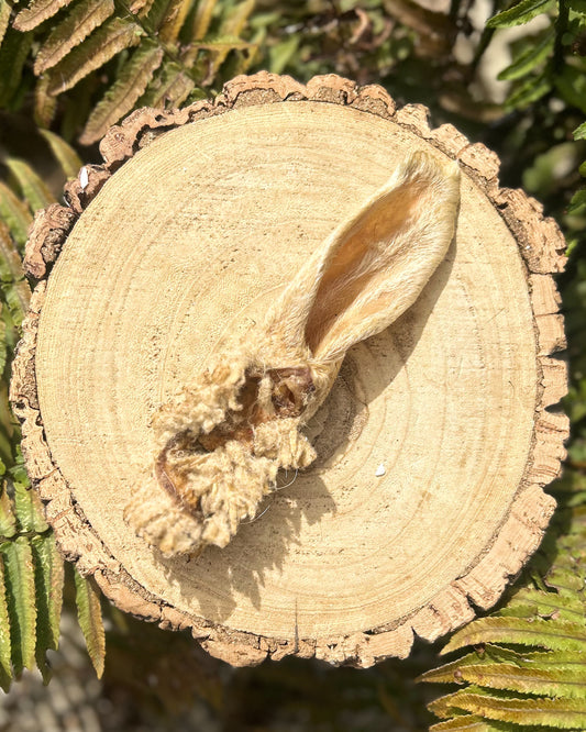 HAIRY LAMB EAR