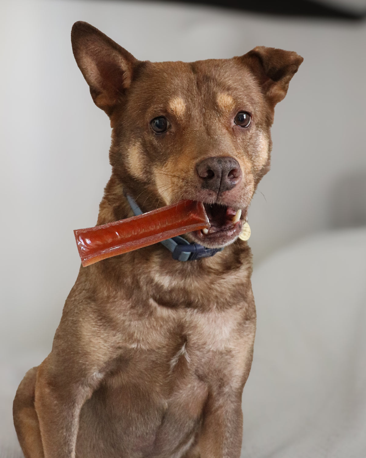 BROTHIES BONE BROTH CHEWS