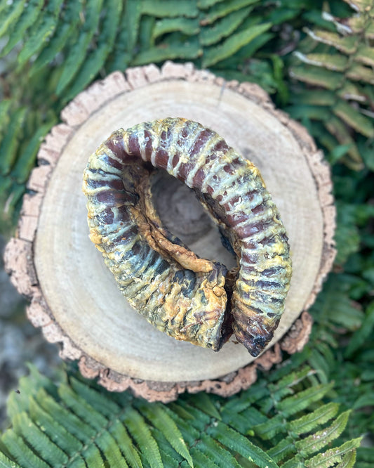 LGE BEEF TRACHEA RING