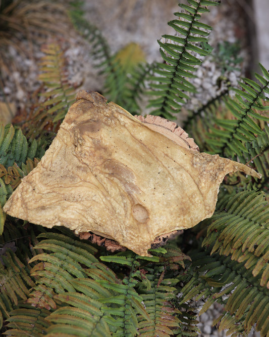 NUTRIMENT LARGE LAMB SKIN PLATE