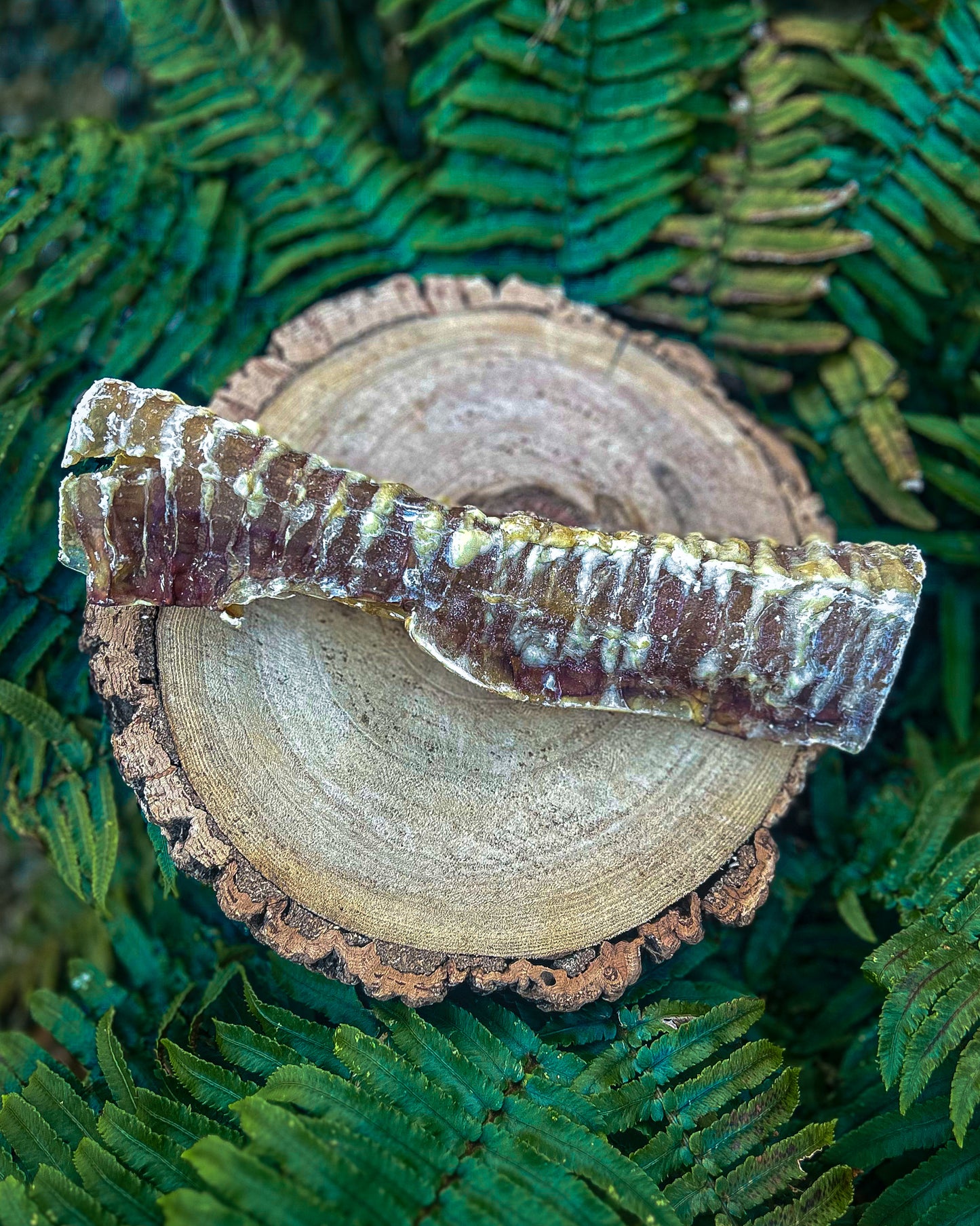 24 CM BEEF TRACHEA
