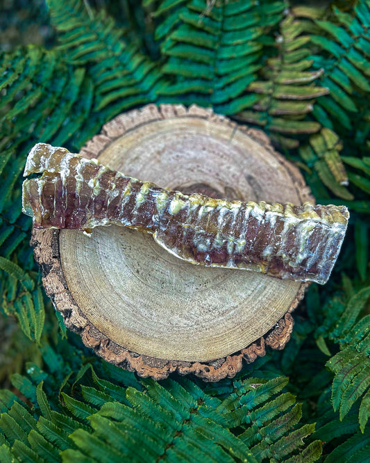 24 CM BEEF TRACHEA