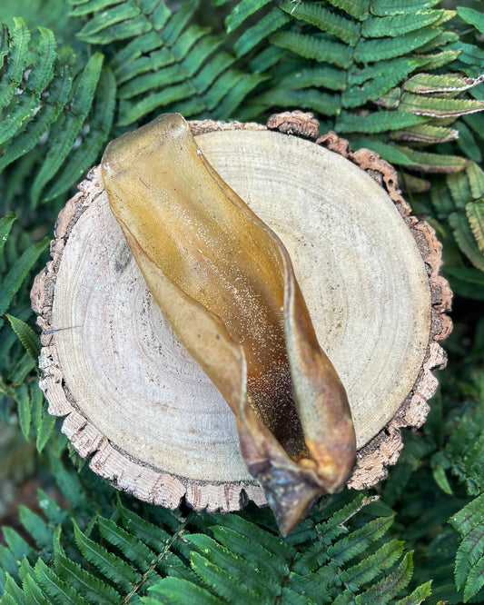 LARGE BUFFALO EARS